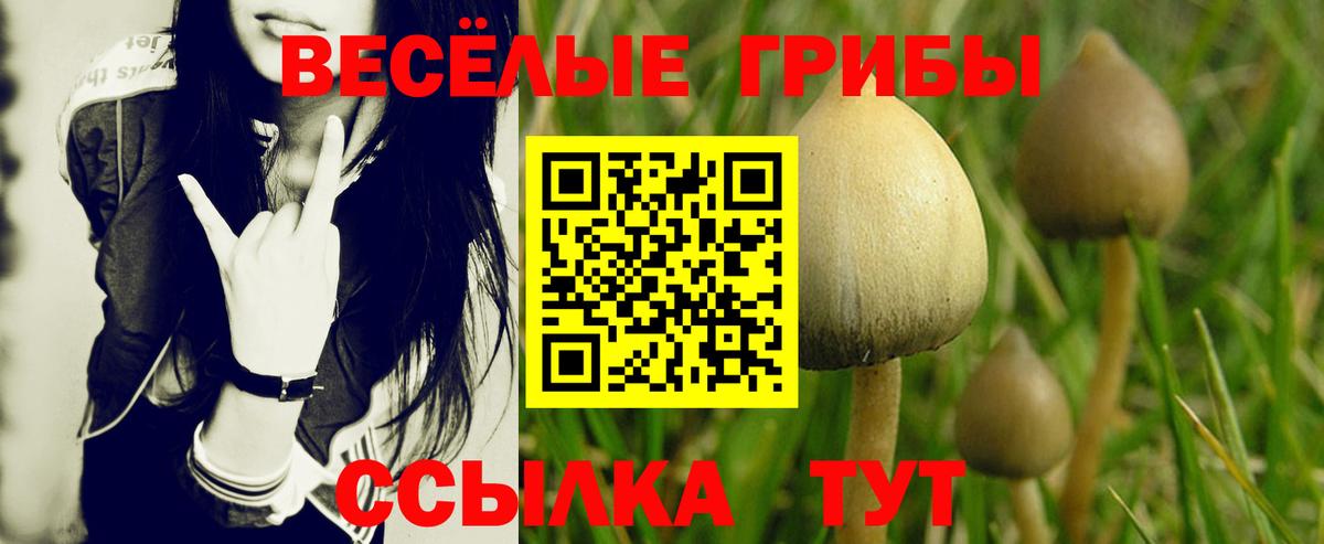 Галлюциногенные грибы Psilocybine cubensis Гагарин